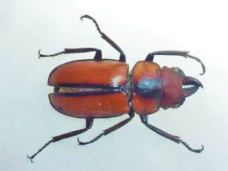 Very Rare Lucanidae Prosopocoilus Felschei Male Cameroon