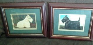 Pre - Owned Paul Stagg Scottish Terrier Prints