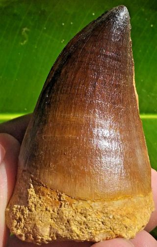 Unbelievable And Rare Mosasaurus Dinosaur Tooth Fossil From Morocco