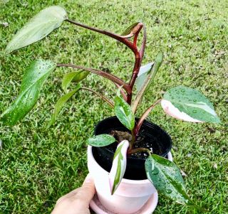 Pink Princess Philodendron Variegated Aroid Rare Medium Plant W/ Roots