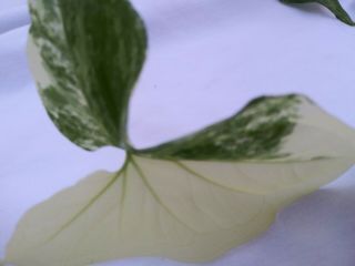 Very Rare " Variegated Arrowhead " (syngonium Podophyllum) 1 Two,  Leaf Cutting
