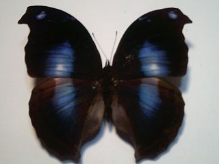 Dried Insect/butterfly/moth Non Set B5736 Rare Blue Napeocles Jucunda 8 Cm Peru
