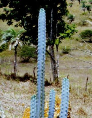 Pilosocereus Pentaedrophorus @@ Rare Exotic Columnar Cacti Cactus Seed 500 Seeds