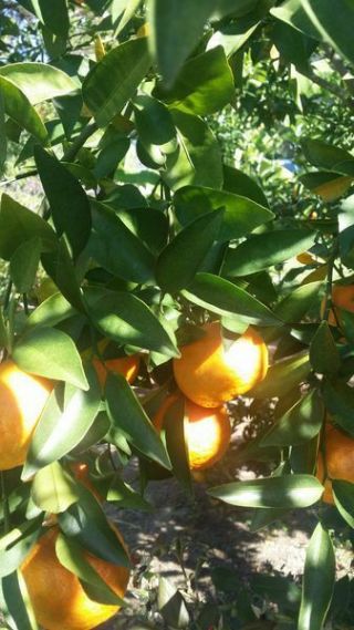 Changsha Mandarin Seeds - Cold Hardy Citrus Seeds (rare)