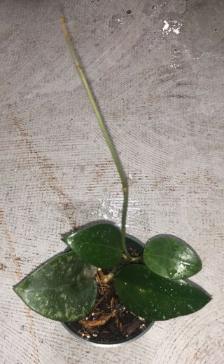 Hoya Parasitica Splash (rare),  Ship In 4” Pot Actual Plant