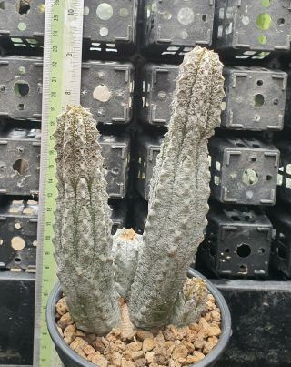 44.  Euphorbia Abdelkuri (short Stock) Very Rare And Succulent