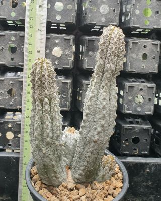 44.  Euphorbia abdelkuri (short stock) very rare and succulent 2