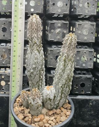 44.  Euphorbia abdelkuri (short stock) very rare and succulent 3