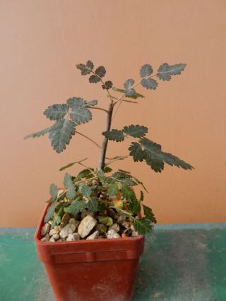 Boswellia Dioscoridis - Succulent - Rare - Socotra - Yemen - Seedling