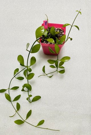 P122 Dischidia Geri Succulent Rare Hoya Cousin Cute Starter Plant