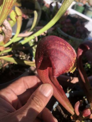 Carnivorous Plant - Sarracenia Flava Red X Psitt (rare Hybrid)