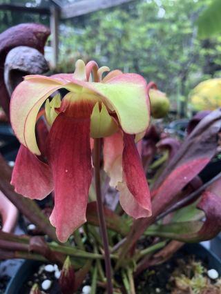 carnivorous Plant - Sarracenia Flava Red X Psitt (rare Hybrid) 2