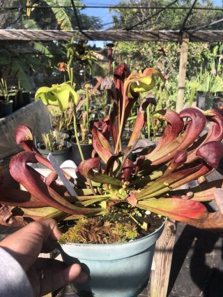 carnivorous Plant - Sarracenia Flava Red X Psitt (rare Hybrid) 3