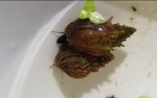 (8) Rare Small Spike Tail Malaysian Trumpet Aquatic Snails Hard To Find Rare
