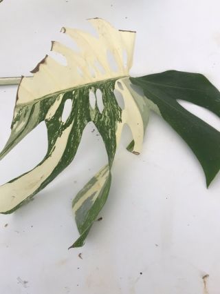 monstera deliciosa variegated Albo Variegata Rare Aroid Philodendron 2