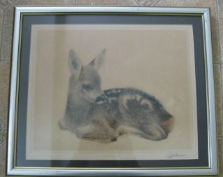 Vintage Kurt Meyer Eberhardt Signed Framed Etching Of A Deer 13 1/2 X 16 Inches