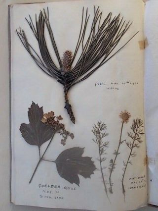 Very Rare Vintage 1936 Hand Made Album Of Dried Wild Flowers And Plants