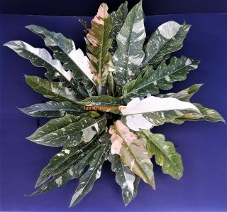 Variegated Philodendron 