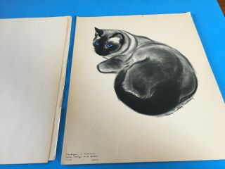 1936 - 1943 Vintage 11 Cats Individual Prints By Clare Turlay Newberry 14 " X 11.  5 "