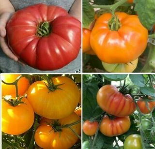 Giant Belgium Tomato Seeds - 50 Seeds,  Rare - Heirloom - Red - Yellow - Orange