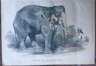 1884 Antique Engravings - Arrival Of Barnum 
