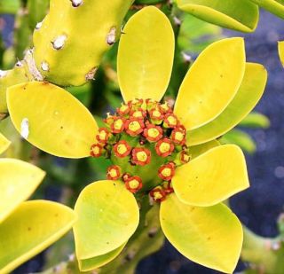 Euphorbia Neriifolia,  Rare Cactus Exotic Succulent Cacti Flowering Seed 20 Seeds