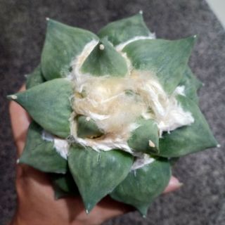 157 Ariocarpus Retusus X Cauliflower Rare Degraft (own Roots)