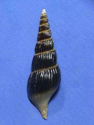 Formosa/seashell/teramachia Dalli 87.  2mm.  Rare.  Taiwan
