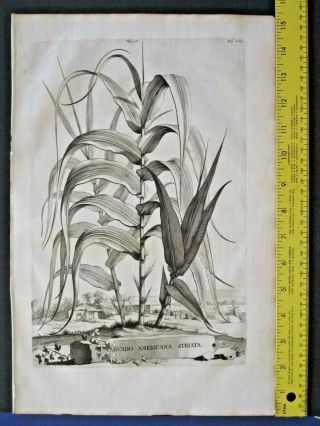 Rare,  Lg.  1696 Eng.  Munting,  Aardgewassen,  Arundo Americana Striata