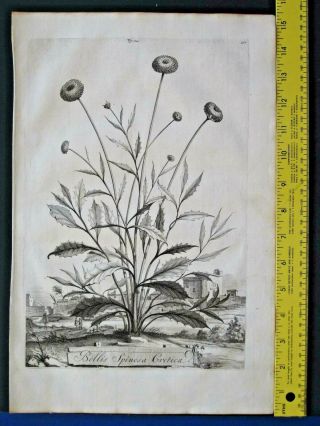 Rare,  Lg.  1696 Eng.  Munting,  Aardgewassen,  Bellis Spinosa Cretica