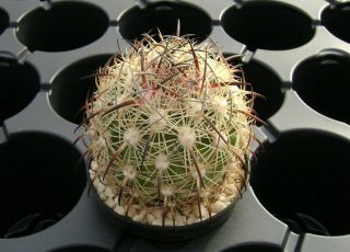 Echinomastus Durangensis Mmr 130.  1 Own Roots Rare Cactus 10008