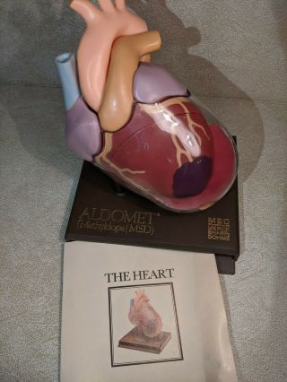Rare - Vintage 1960s Merck Sharp And Dohm Anatomical Heart Model W/book & Stand