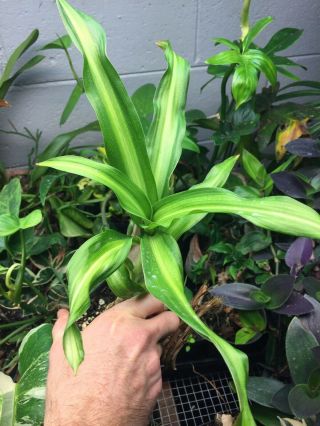 Crinum Japonicum ‘ Shima - Ire’ Rare Variegated Plant