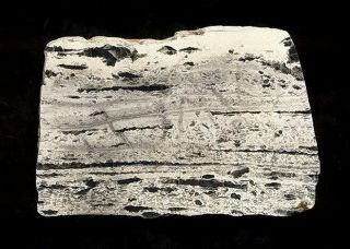 Extinctions - Rare Detailed Baicalia Stromatolite Fossil - Tasmania - 800 Million Yrs