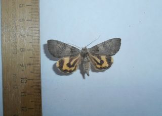 595 Insects Moths Noctuidae Catocala Danilovi Rare Russia Far East Primorye