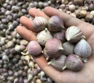 10 Bulbs Thai Herb Single Clove Solo Garlic Cooking Food Rare Item Goodthai - 65