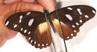 Papilionidae Papilio Echeroides Joiceyi Pair Rare Female From Uganda