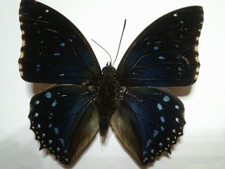Real Insect/butterfly/moth Set B5604 Rare Blue Charaxes Numenes 7 Cm