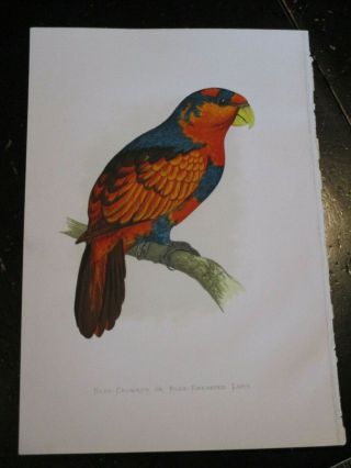 Lory - Parrots In Captivity Ca: 1880,  Fine Color Lithograph Blue Breasted Lory