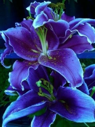 Rare Purple Lilium Bulbs Perennial Resistant Lily Flower Potted Stunning Bonsai