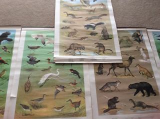 Vintage And Rare Ned Smith 1964/65 Pennsylvania Game Commision Prints