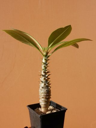 Pachypodium Baronii - Succulent - Caudex - Rare - Madagascar - Seedling