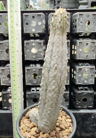 42.  Euphorbia abdelkuri (short stock) very rare and succulent 2