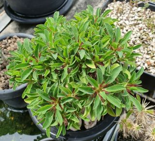 3.  Euphorbia Guillumminiana Ownroot Very Rare And Succulent