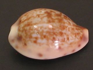 Rarely Seen Beauty.  Cypraea Zonaria Gambiensis 21mm Senegal Seashell