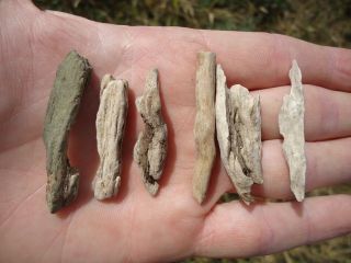 6 Rare Florida Petrified Wood Twig Fossils Branch Stick Bark Agatized Fossil Fl