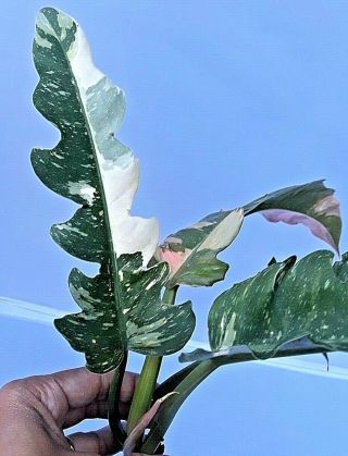 Philodendron Ring Of Fire Tiger Tooth,  Rare Variegated Multi Colors
