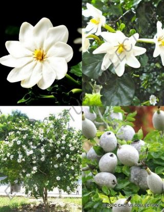 Gardenia Thunbergia - Rare Flowering Tropical Fragrant Forest Wild Seed 50 Seeds