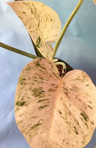 Rare Philodendron Giganteum Variegata Plant 3