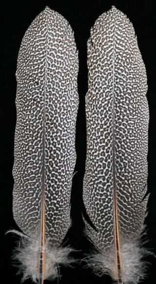 Argus Pheasant Center Tail Supports Feathers,  Fly Tying,  1 Pair.  12  Rare